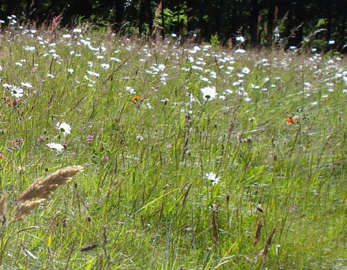 Home and Garden Help — Billeder 8
